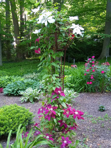 Clematis sphere tower May 2023